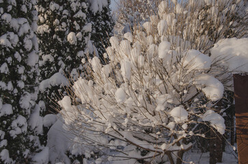 The branches of the shrubs are all covered in snow