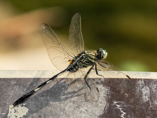 A green dragonfly do its sun bath.