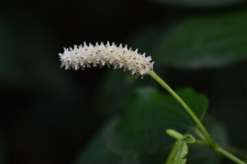 White flower petal springing
