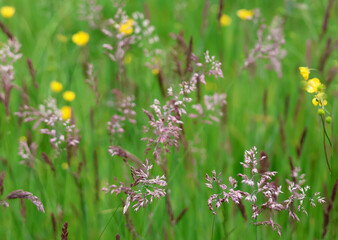 champ et jeunes plantes l&eacute;g&egrave;res
