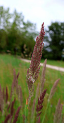belle céréale colorée