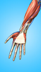 Human Hand with Muscles Bones and Veins