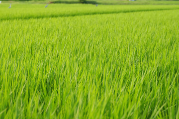 Rice plants in the rice fields summer