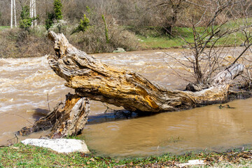 A dry tree in the water near the shore, felled by the flow of a muddy fast mountain river
