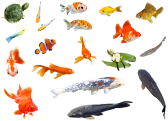 切り抜き透過素材セットー水辺の生き物