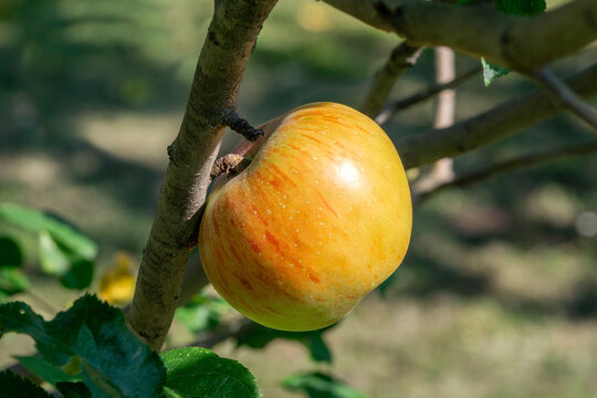 Close up of an apple variety Stina Lohmann, hanging on an apple tree