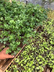 Seedlings of lettuce and celery plants at the nursery, ready for planting. Ideal for gardening, agriculture, and horticulture visuals.