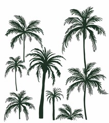 Silhouetted palm trees against a white background.