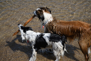 Two Dogs in the Sea