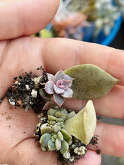 Beautiful succulent rosette with root on leaves. Succulent propagation from leaves