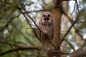 Long-eared owl calling out while sitting on branch