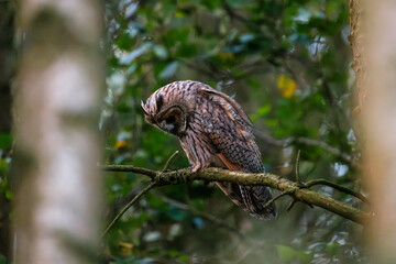 Long-eared owl looking down while sitting on branch