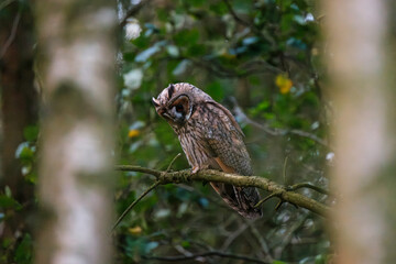 Long-eared owl looking down while sitting on branch
