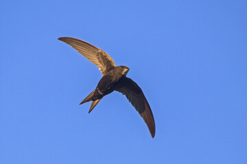 Black swift flying on the blue sky. Common Swift (Apus apus).
