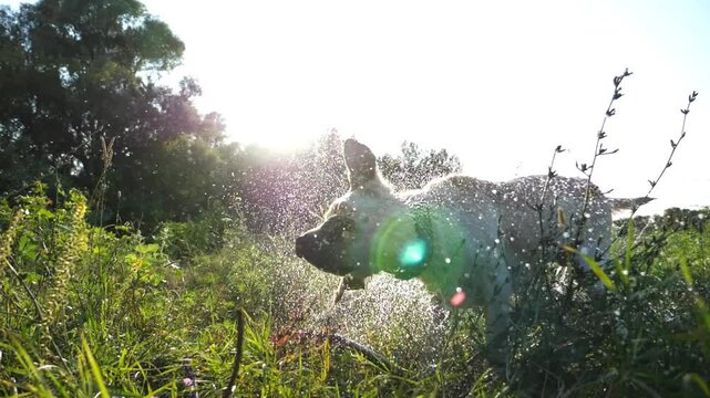 Funny wet dog breed labrador shaking off water from his fur after playing at lake. Happy golden retriever fling off aqua from his furry after swimming in pond at summer day. Slow motion