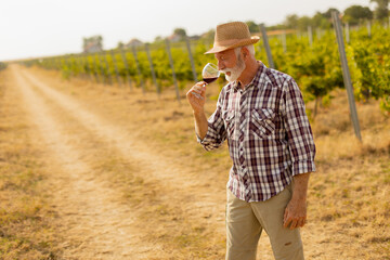 Mature gentleman savors a glass of red wine while standing among lush vineyards at sunset, appreciating the fruits of his labor