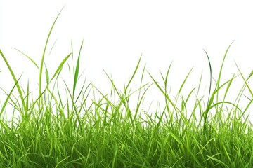 Obraz premium Lush green grass against a white background, ideal for nature-themed designs.