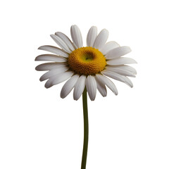 Naklejka premium Single daisy flower on transparent background. Daisy png clipping path