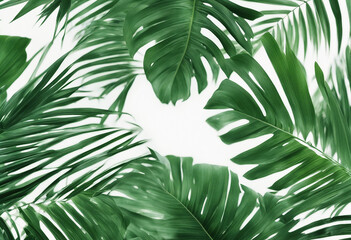 Overlay frame from fresh green jungle palm leaves on white background
