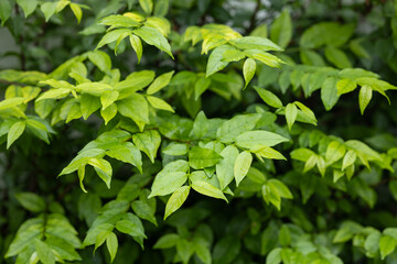Close-Up of Lush Green Tree Leaves Outdoors