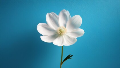Obraz premium White flower on blue background
