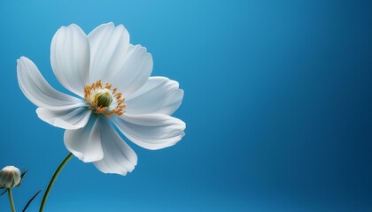 Fototapeta premium White flower on blue background