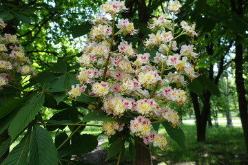 Pair of panicles of horse chestnut tree in mid May