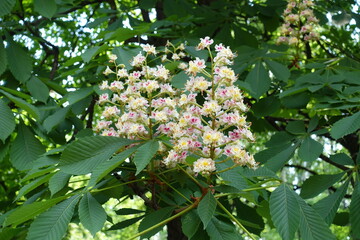Three panicles of horse chestnut tree in mid May