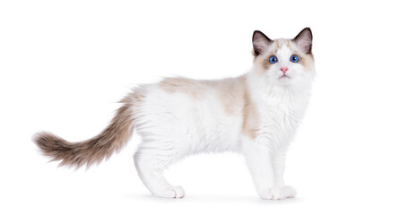 Handsome Ragdoll cat kitten standign side ways. Looking curious towards camera with breed typical blue eyes. Isolated on a white background.
