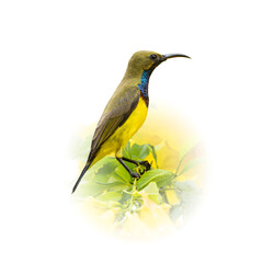 Olive-backed sunbird perching on a tree branch looking into a distance