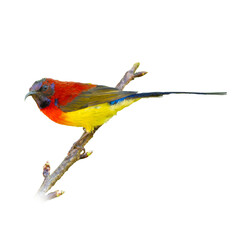 Mrs.Gould's Sunbird perching on a perch looking into a distance