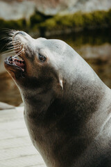 Fototapeta premium Portrait eines männlichen Kalifornischen Seelöwen (Zalophus californianus)