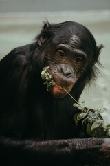 Bonobo (Pan paniscus) frisst Blätter von einem Zweig 