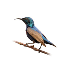 Obraz premium Purple sunbird perching on a perch looking into a distance