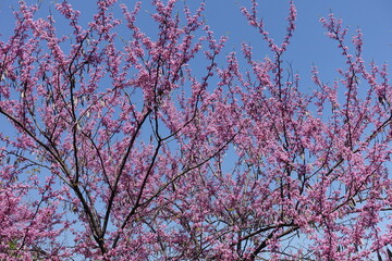 Bright blue sky and blossoming branches of cercis canadensis in mid May