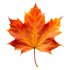PNG maple autumn leaves on white isolated background
