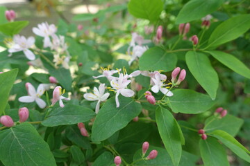 Close view of pink flowers and buds in mid May