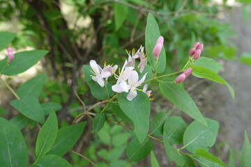 Closeup of flowers and buds of Lonicera bella in mid May