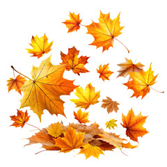 PNG maple autumn leaves on white isolated background