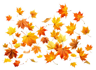 PNG maple autumn leaves on white isolated background