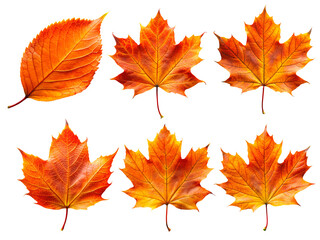 Fototapeta premium PNG maple autumn leaves on white isolated background