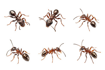 Ant Collection Bundle Set Isolated on a Transparent Background