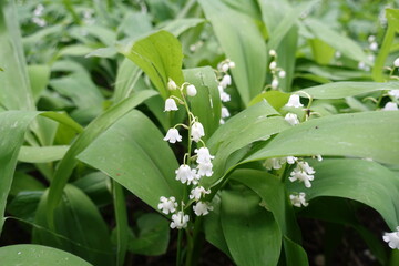 Obraz premium Macro of white flowers of lily of the valley in mid May