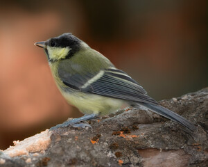 Conservation, nature and sustainability with bird on tree in natural environment for ecology. Feathers, habitat and wildlife with Great Tit outdoor on dark background for ecosystem or flight