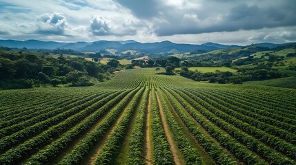 Perpendicular aerial drone view of conilon coffee plantations in the rural area of Aguia Branca ES Brazil : Generative AI