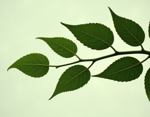 Obraz premium Green Leaves on a Branch Displaying Natural Beauty and Texture