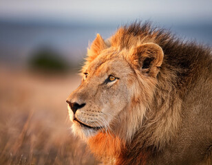 male lion in the wild