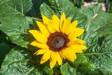 Obraz premium Sonnenblume, Blume, Blüte, Deutschland
