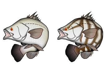 'アカメ' Japanese barramundi 　(ベクター形式に限り輪郭線非表示可)