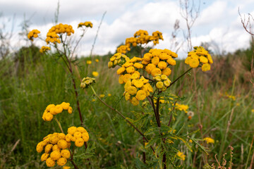 Obraz premium Common tansy flowers, Tanacetum vulgare